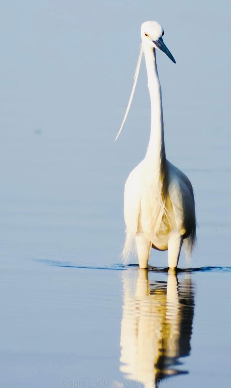 Pelican Lake Udawalawe Ngoại thất bức ảnh